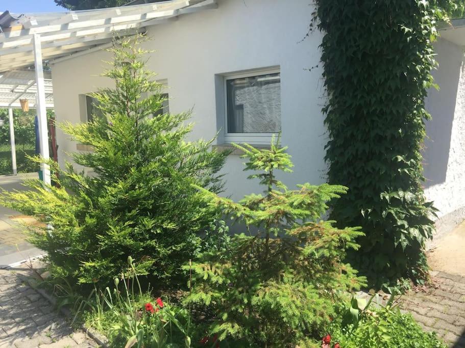Kleines Haeuschen Am Garten In Darmstadt Buitenkant foto